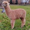 TOFT Nautilus Light Fawn Stud Male standing at TOFT Alpaca Stud